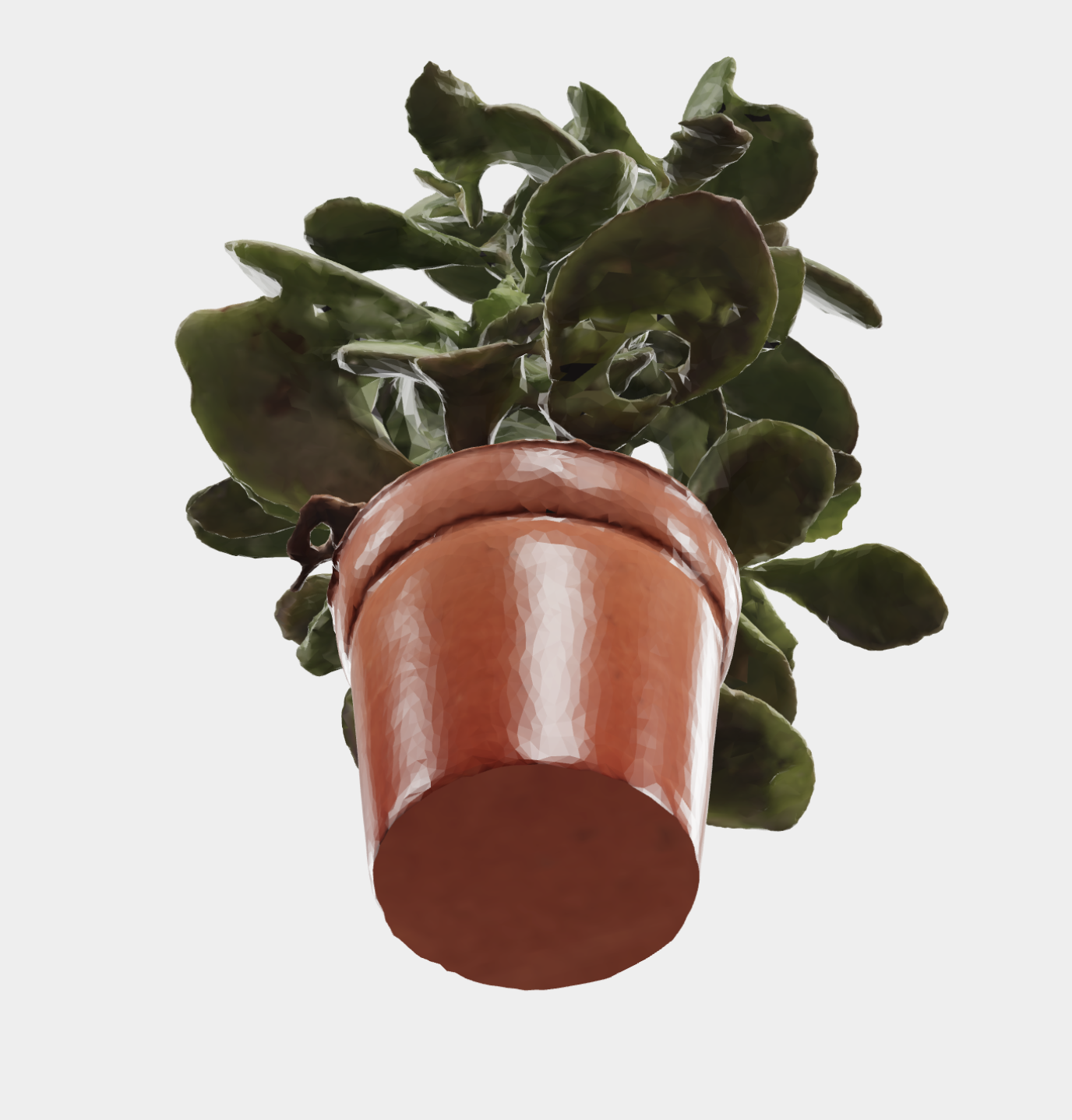 Indoor Plant image