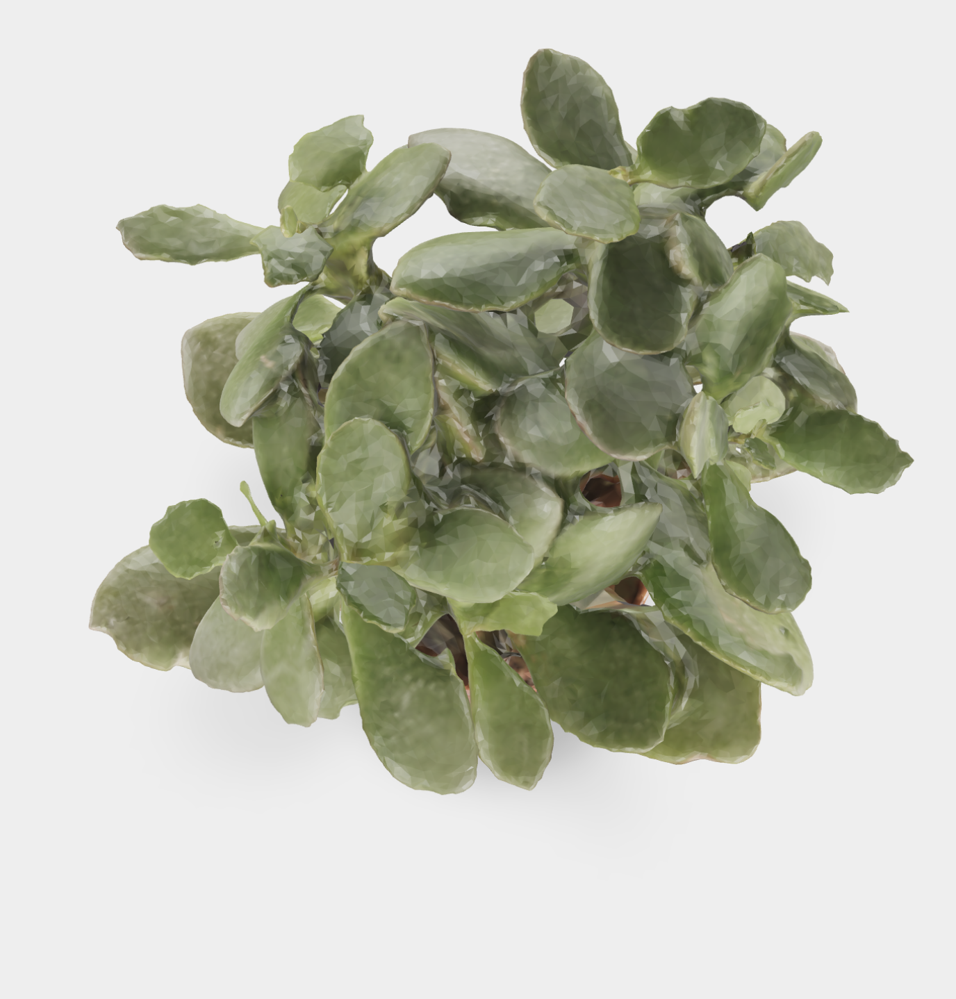 Indoor Plant image